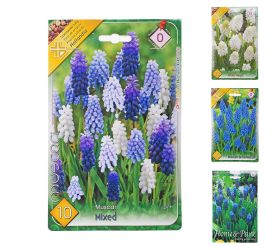 Muscari mix