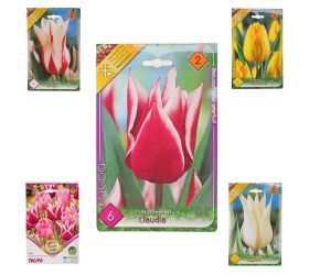 Tulipán mix