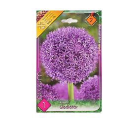 Allium - mount everest,gladiator