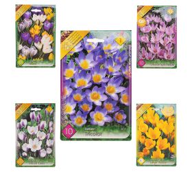 Crocus mix farba