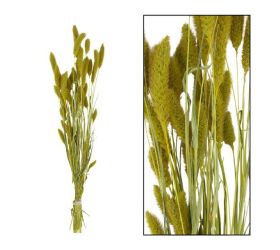 Setaria zväzok 66cm