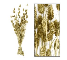 Phalaris zväzok 76cm