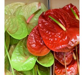 Anthurium/ ks