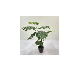 Monstera v plast.kvetináči zel. 110cm