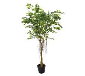 Fikus v plast.kvetináči zel. 150cm