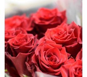 Ruža columbia/equador červená 70cm/ ks