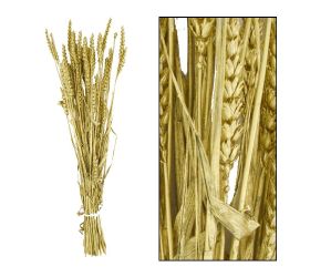 Tritium zväzok 70cm