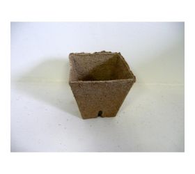 Rašel.sadb.hranatý  8x8cm en