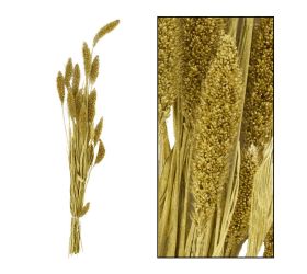 Setaria nature zv.zlatá 66x15x6cm