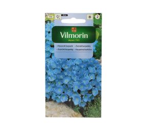 Zvonček karpatský modrý