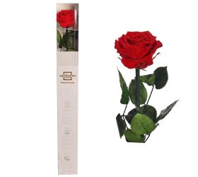 Ruža preparovaná so stonkou 50-55cm, red/ks