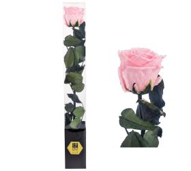 Ruža preparovaná so stonkou baby pink, 50cm/ks