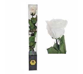 Ruža preparovaná so stonkou white, 50cm/ks