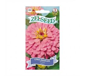 Cínia dáhliokv ružová 1g