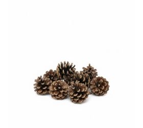 3503 šiška sosny 5-7cm 12ks