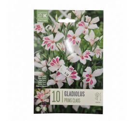 Gladiol prins claus 10ks