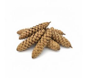 3481 strobus 15-20cm natur 12ks