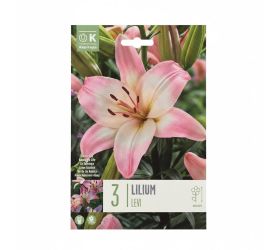 Ľalia levi 3ks