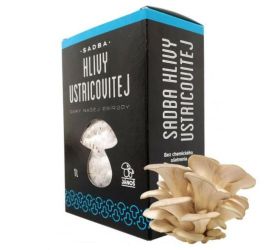 Sadba hliva ustricová 1l