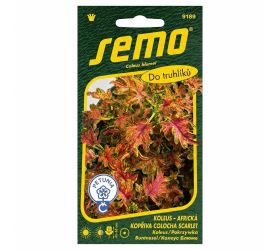 Koleus colocha scarlet 40s