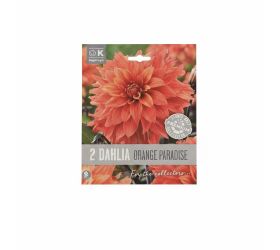 Dahlia premium orange paradise 2ks