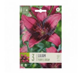 Ľalia purple dream 3ks