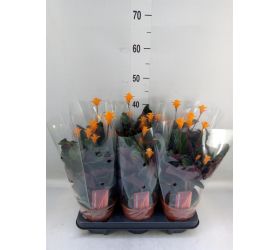 Calathea crocata 14/40cm