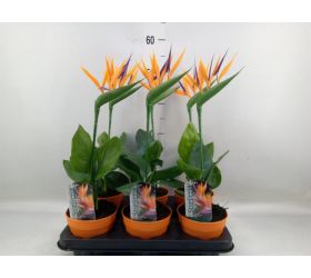 Strelitzia nicolai +um.kvet 13/35cm
