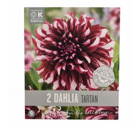 Dahlia premium tartan 2ks