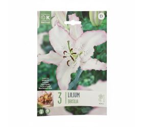 Ľalia brasilia 3ks