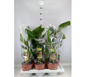 Strelitzia nicolai 17/55cm