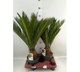 Cycas revoluta xxl 14/55cm