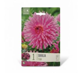 Dahlia elga 1ks