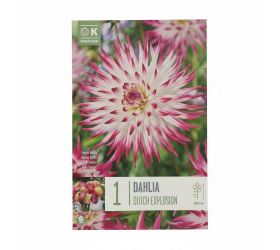 Dahlia cact.dutch explosion 1ks