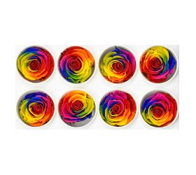 Ruža preparovaná 5cm rainbow /ks