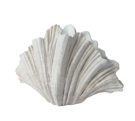 Mušla dekor. polyres. váza v36x31x36cm