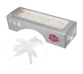 Nardos preparovaný white 2/5cm/ks