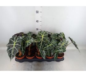 Alocasia polly 12/35cm