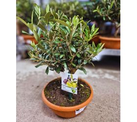 Olea europea 21/40cm