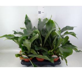 Platycerium bifurc.12/30cm