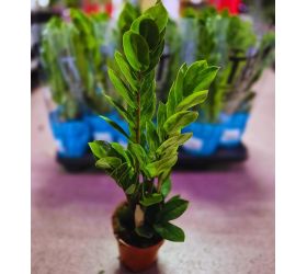 Zamioculcas zamifolia 10,5/35cm