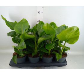 Strelitzia nicolai 14/40cm