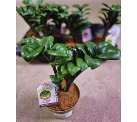 Zamioculcas zenzi 9/25cm