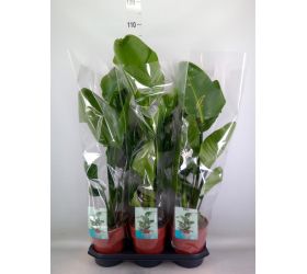 Strelitzia nicolai 19/90cm