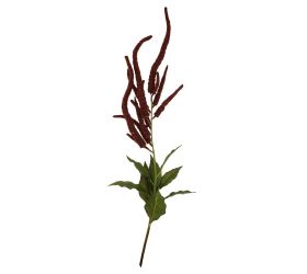 Amaranthus 110cm bordový