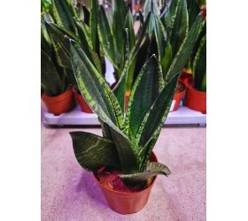 Sansevieria trifa. whitney 12/27cm
