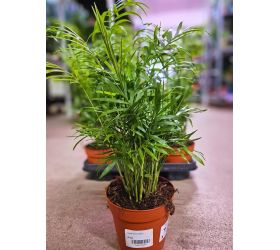 Chamaedorea elegans 14-15/55cm