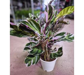 Calathea fusion white 14/40cm