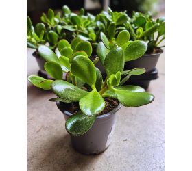 Crassula ovata 13/22cm