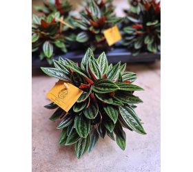 Peperomia 15/25cm